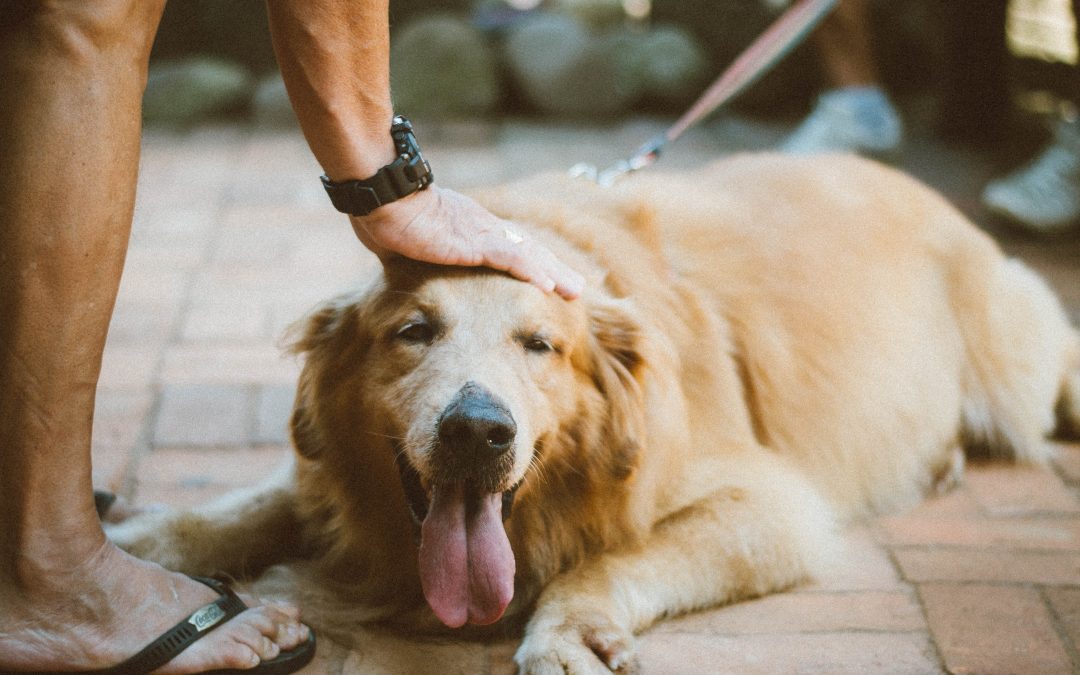 Comment rafraichir son chien pendant la canicule ?