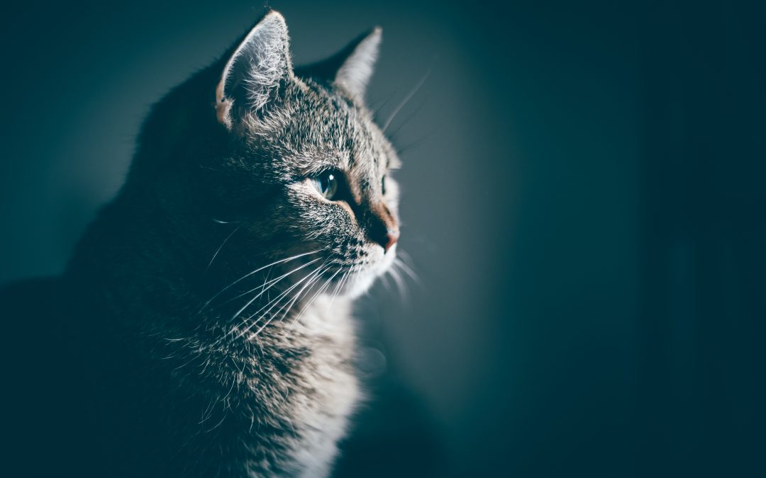 Comment rafraichir son chat pendant la canicule ?