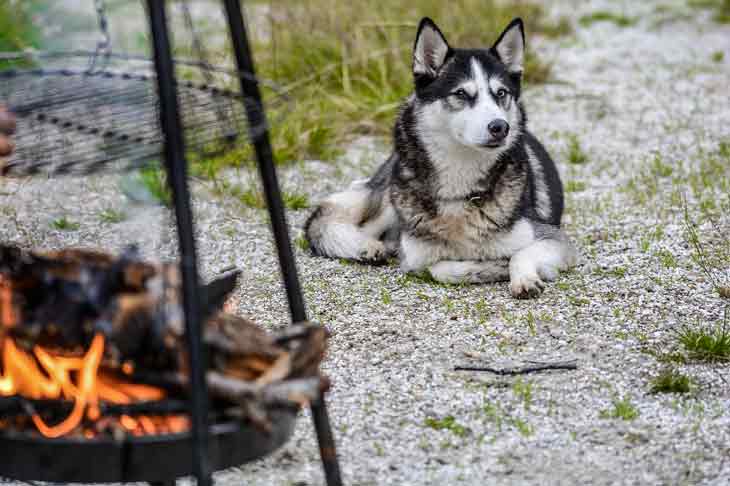 Dangers du barbecue pour le chien