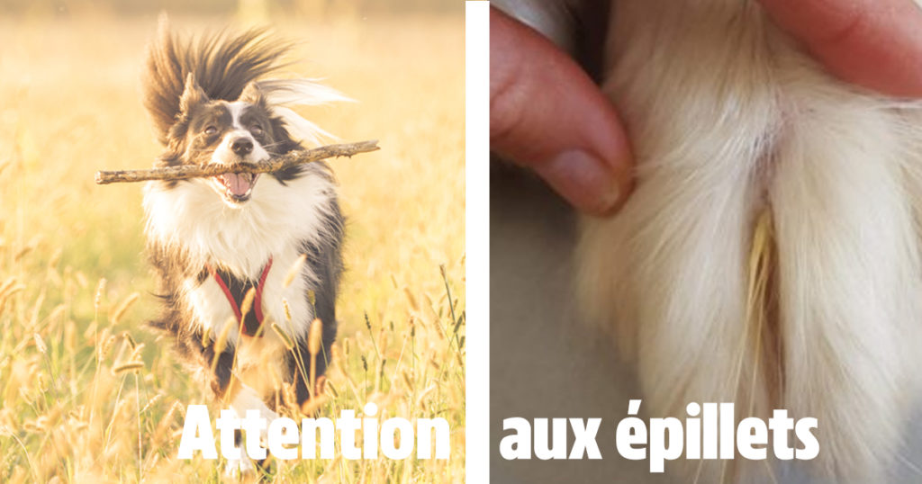 Dangers des épillets pour le chien